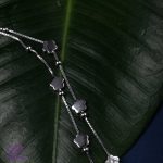 دستبند نقره شبدر ست 1